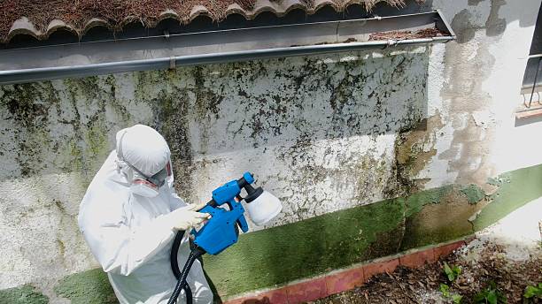 Top rated local Mold Remediation specialists in Ocala Estates, FL